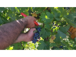 Harran Üniversitesinde Bağ Bozumu Başladı