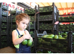 Alanya’dan Ukrayna’ya 3.5 Ton Avokado İhracatı