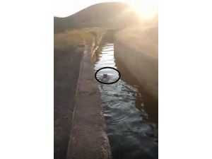 Sulama Kanalına Düşen Yavru Ayı Vatandaşların Yardımıyla Kurtuldu