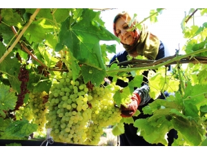 Üzümcünün Gözü Kulağı Fiyat Açıklamasında