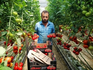 Yozgat’ta Jeotermal Serada Yılın 12 Ayı Domates Üretiyorlar
