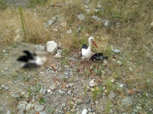 Kanadı Kırık Leylek Ölen Eşinin Başından Bir An Bile Ayrılmadı