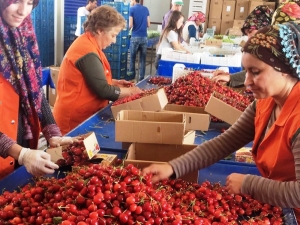 Taze Meyve İhracatçıları Yeni İhracat Rekorları Güç Birliği Yapacak
