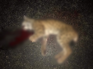 Aracın Çarptığı Vaşak Telef Oldu