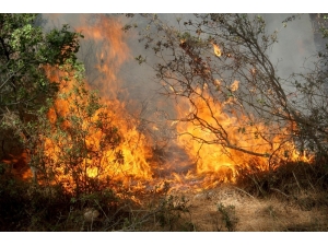 Muğla’da Yanan Ormanların Yerine Yeni Fidanlar Dikilecek