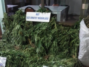 Bahçede Hint Keneviri Yetiştiren Şahıs Tutuklandı