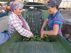 Turşuluk Salatalık Üreticisi Su Sorununun Çözülmesini Bekliyor