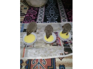 Bulduğu Yavru Kirpilere Baba Şefkatiyle Bakıyor