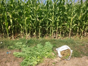 Mısır Tarlasında Hint Keneviri Ele Geçirildi