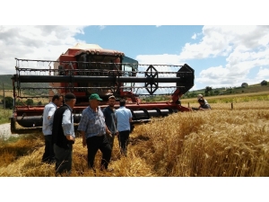 Buğday Hasadında Dane Kaybı Düştü, 4 Milyon 415 Bin Tl Kazanç Sağlandı