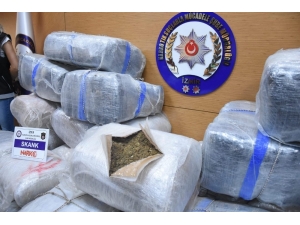 İzmir’de 600 Kilogram Skunt Ele Geçilirdi