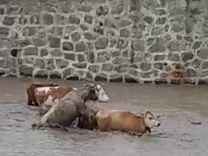 Sele Kapılan Büyükbaş Hayvanlar Böyle Görüntülendi