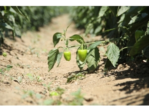 Nakliye Maliyeti Üreticinin En Büyük Derdi