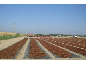 Çekirdeksiz Kuru Üzümde 10 Tl Üretici Fiyatı Herkesi Memnun Etti