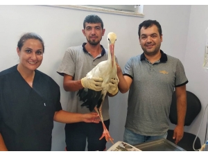 Yaralı Halde Bulunan Leylek Tedavisinin Ardından Doğaya Salındı