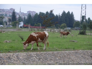Sele Kapılan Büyükbaş Hayvanlar Çevredekilerin Yardımıyla Kurtarıldı