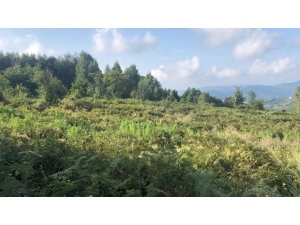 Tarlasına Hint Keneviri Eken Çift Adliyede