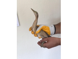 Yaralı Balaban Kuşu Tedavi Edilip Doğaya Bırakıldı