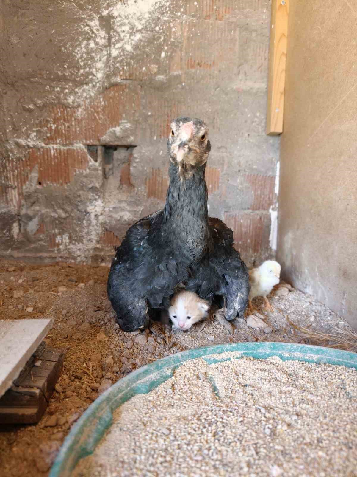 kumesin-davetsiz-misafiri-yavru-kedi-anne-tavugun-altina-sigindi