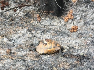 Tekirdağ’da Orman Yangını
