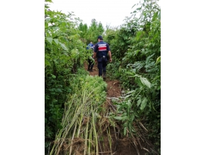 Samsun’da Uyuşturucu Operasyonu: 2 Gözaltı