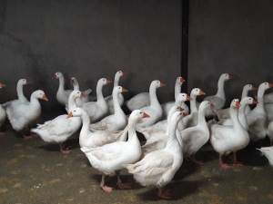 Ordu Büyükşehir 4 Bin Kaz Dağıtacak