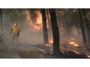 Ormanlar İçin Canlarını Hiçe Sayıyorlar