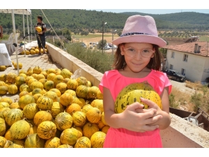 Urla "Sarı Kokulu" Festival İle Coştu