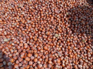 Fındık Üreticilerini Uyardılar: "15 Tl’nin Altından Fındık Satmayın"