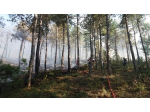 Uşak’ta Orman Yangını