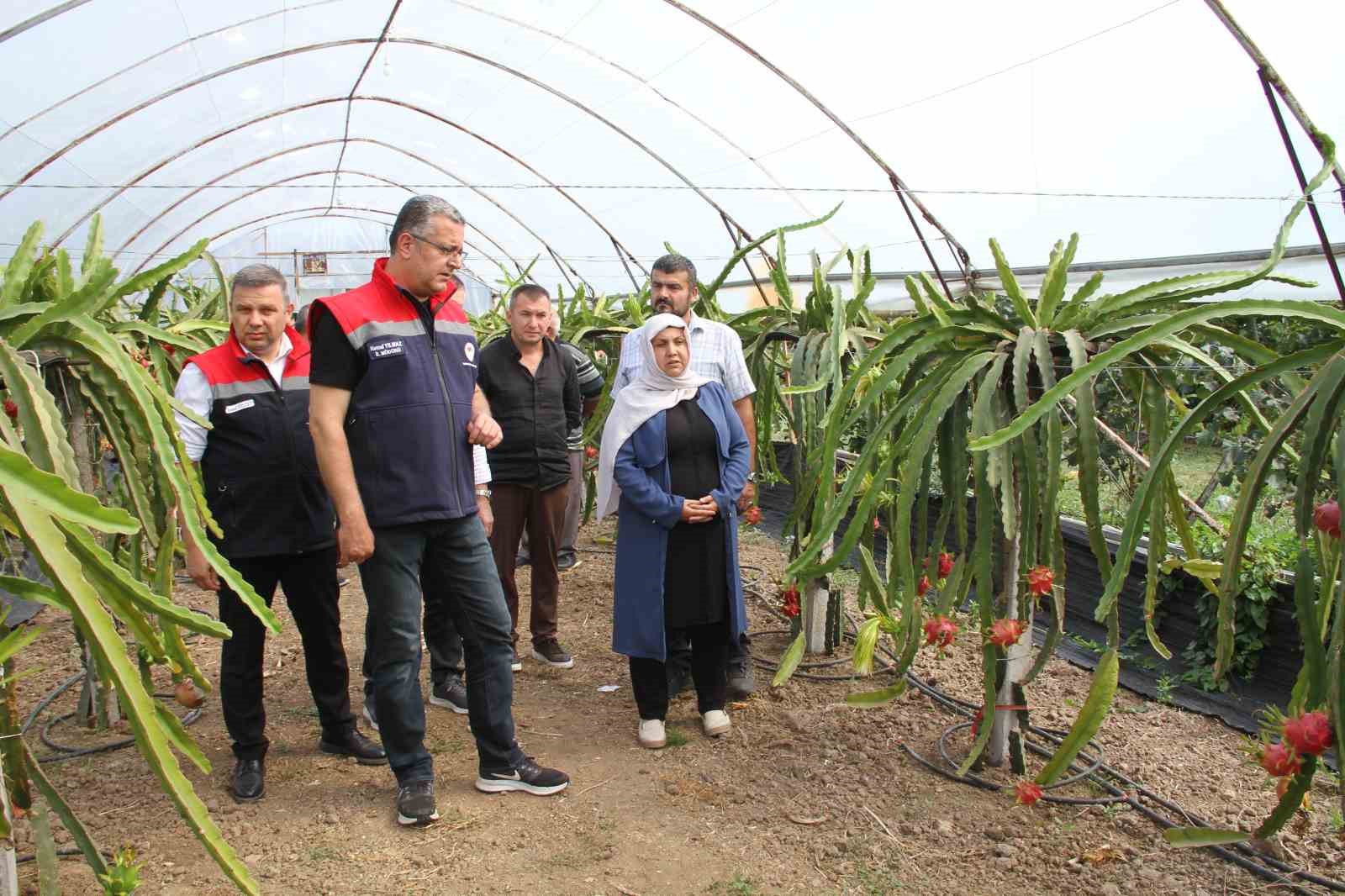 samsun-da-findiga-alternatif-urun-ejder-meyvesi