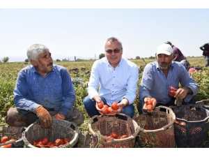 Vali Deniz, Akhisar’da Domates Hasadı Yaptı