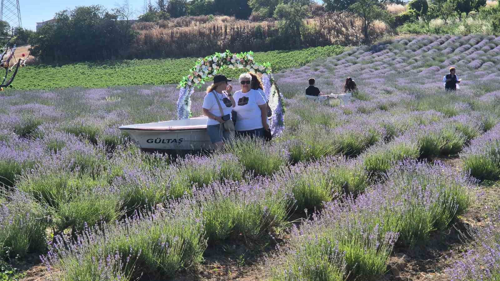 tekirdag-da-lavanta-senligi-basladi