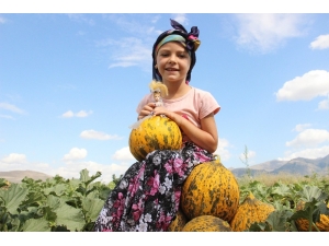 Karaman’da Hasadı Başlayan Kavun Üreticinin Yüzünü Güldürüyor