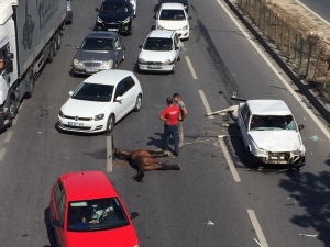 Kazaya Sebebiyet Veren İki At Telef Oldu