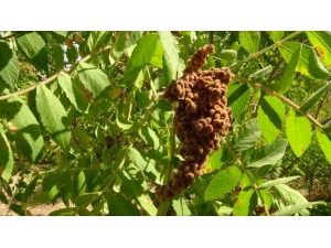 Gercüş’te Sumak Hasadı Başladı