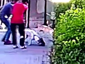 Küçükçekmece’de Pitbull Dehşeti