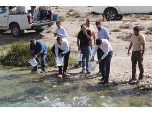 Hurman Çayına Alabalık Yavrusu Bırakıldı