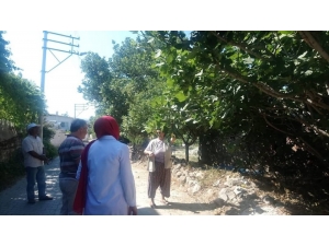 Efeler’de İlek Ağaçları İncelendi