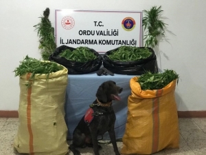 Ordu’da Uyuşturucu Operasyonu