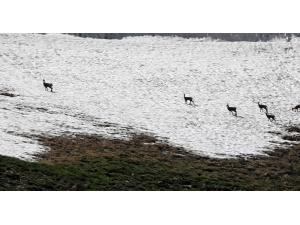 Doğa Sevdalısı Yaban Hayatı Gözlüyor