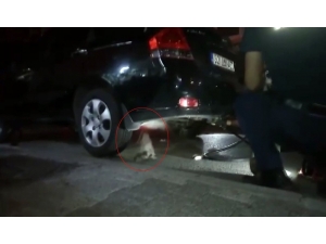 Kurtarılması İçin Basınçlı Hava Sıkılan Kedi Fırlayarak Kaldırıma Uçtu