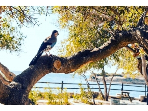 Tavşanburnu Tabiat Parkı, Doğal Güzelliğiyle İlgi Çekiyor