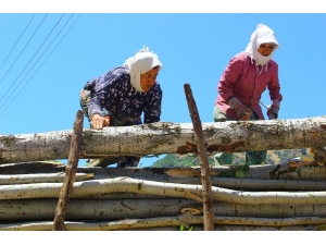 Aydın’daki Keresteci Kadınların Ekmek Mücadelesi