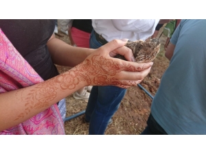 Diyarbakır’da 130 Bıldırcın Doğaya Salındı