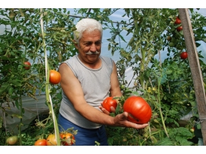 Emekli Oldu, Kahvehane Köşeleri Yerine Seracılığı Seçti