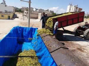 Yaş Üzüm Alımları Sürüyor