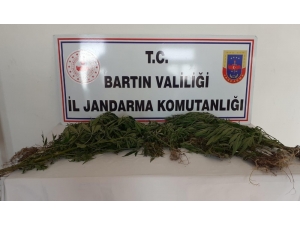 Bartın’da Hint Keneviri Operasyonu: 2 Gözaltı
