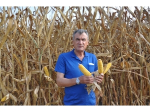 Üretici Mısır Fiyatlarının Arttırılmasını İstiyor