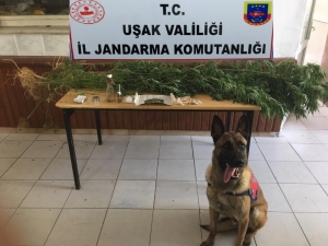 Uşak’ta Uyuşturucu Operasyonu